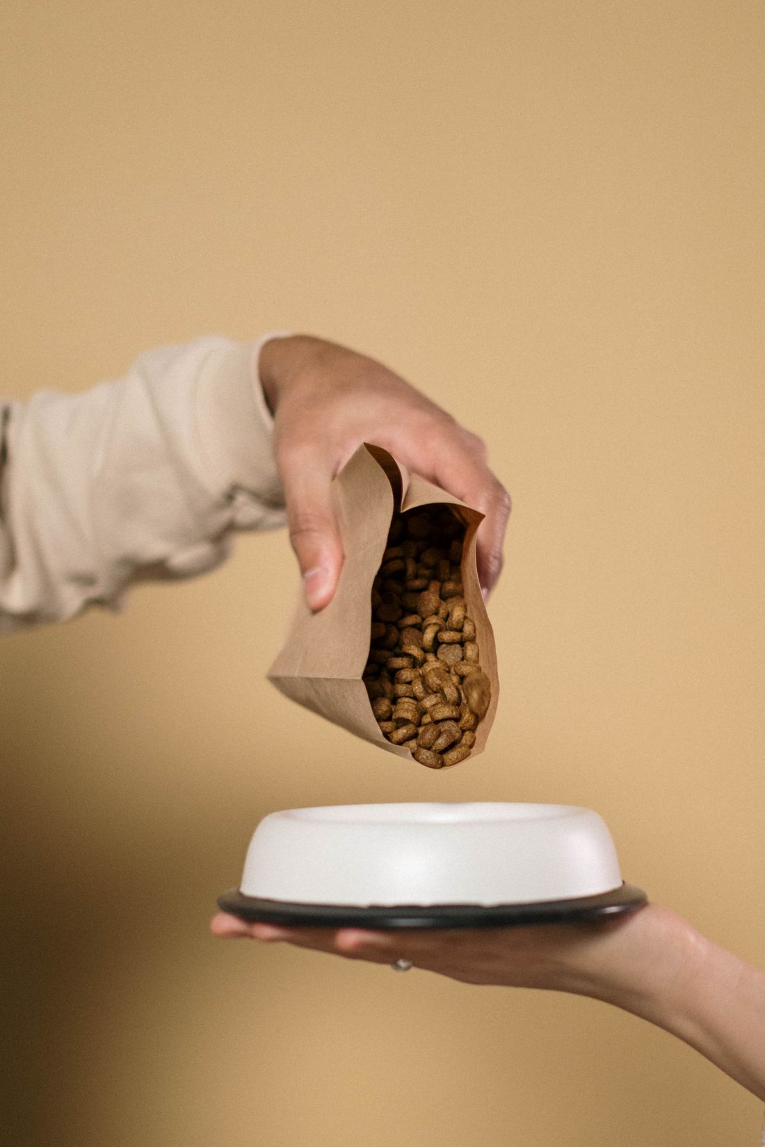 Pouring premium dry dog food from the bag into a bowl