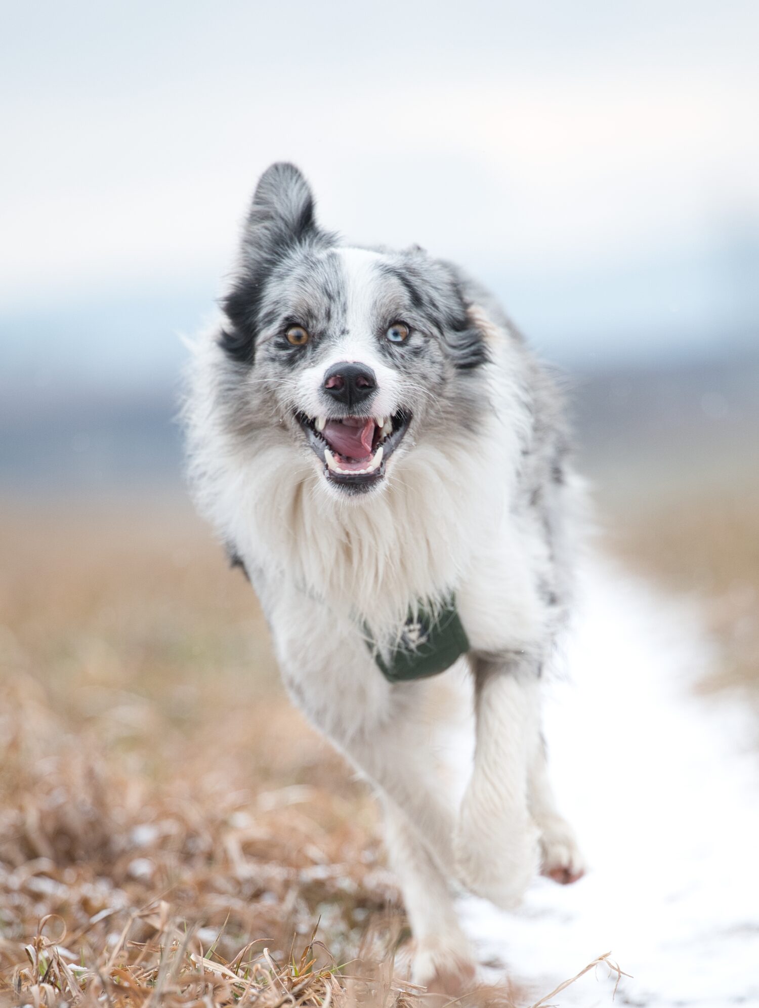 A happy, healthy dog running joyfully outdoors