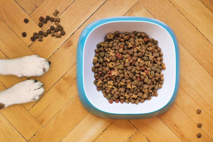Bowl of premium dry dog kibble
