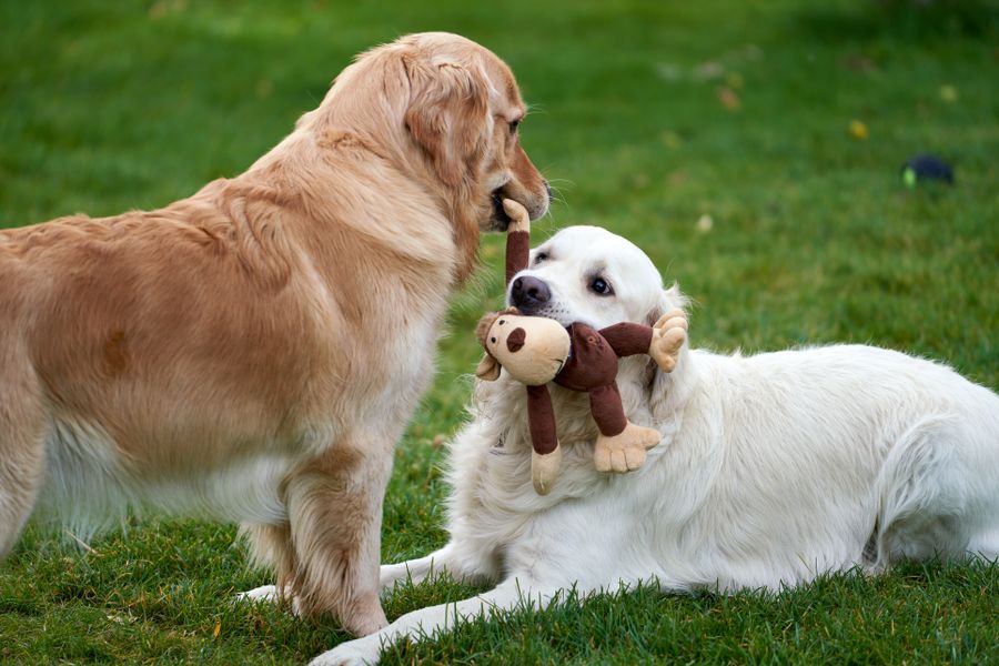 Two happy dogs playing with a durable plush toy