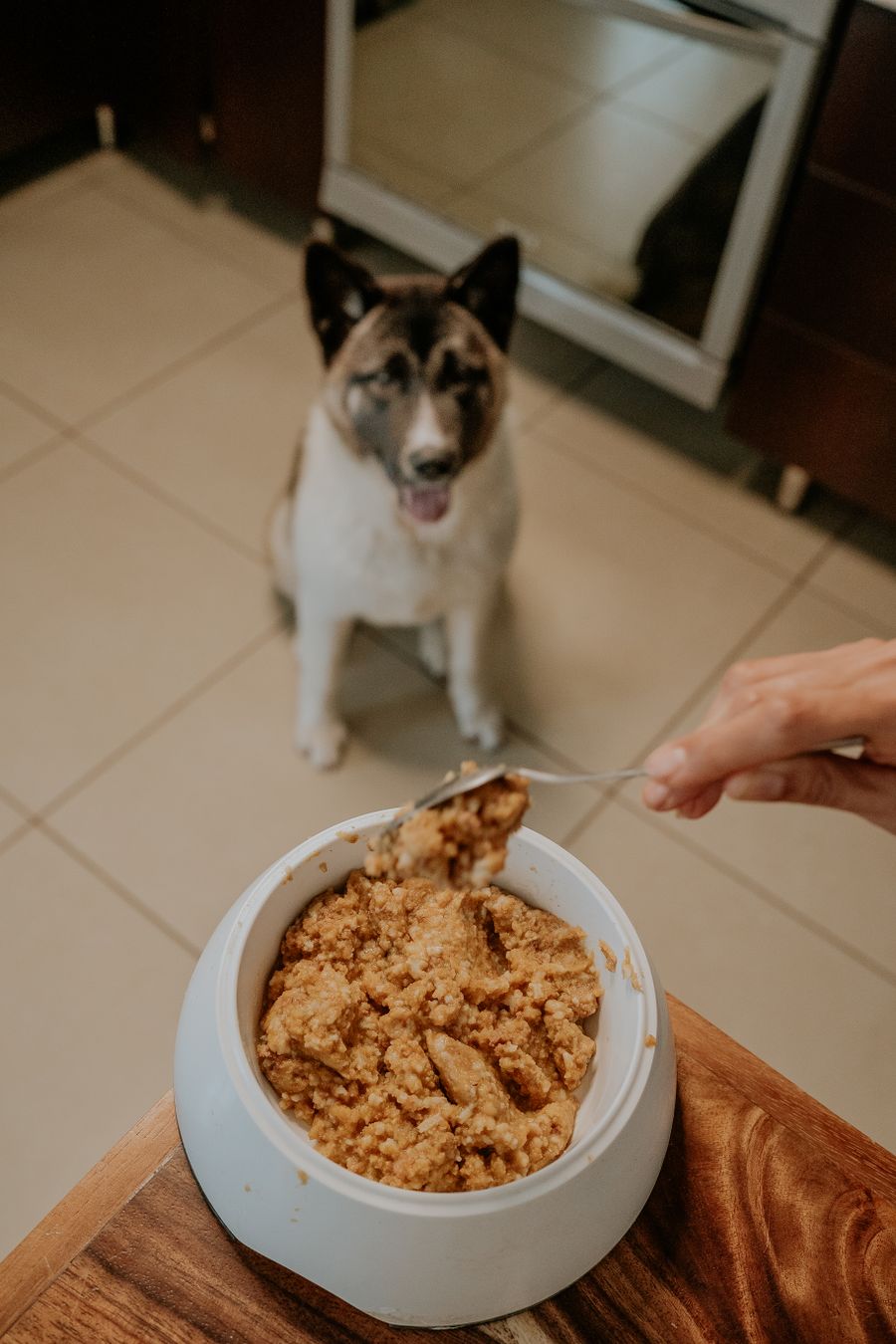 Dog waiting beside a bowl of gourmet wet food
