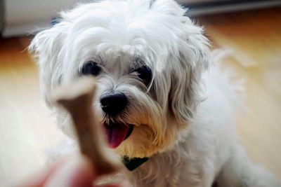 Priya's dog